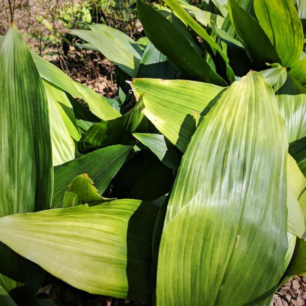 Aspidistra elatior ~ Cast Iron Plant