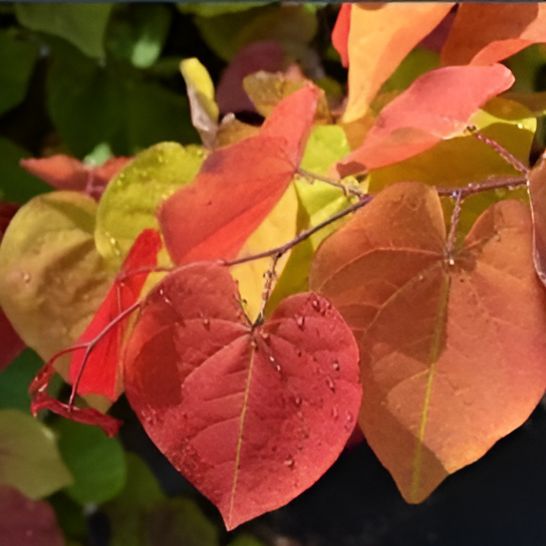 Cercis canadensis 'NC2016-2' PP #31,260 ~ Flame Thrower® Redbud