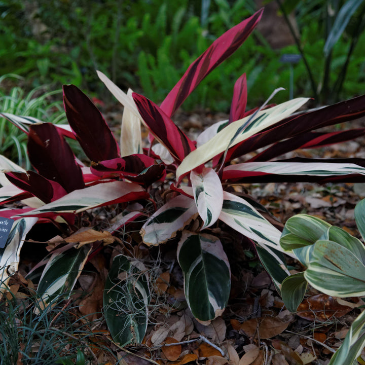 Stromanthe sanguinea 'Triostar' ~ Triostar Stromanthe