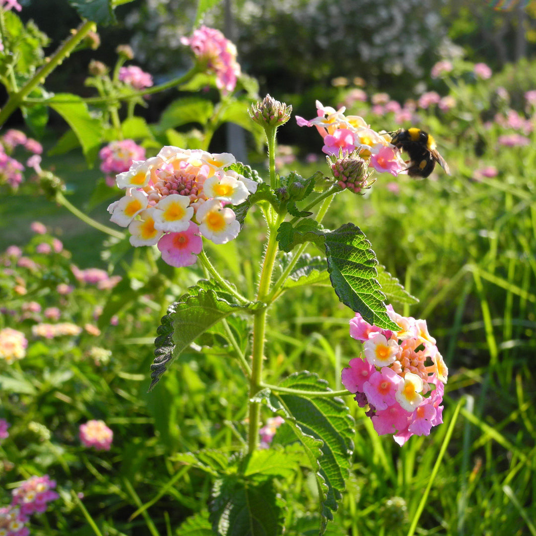 Lantana camara 'Mozelle' ~ Mozelle Lantana