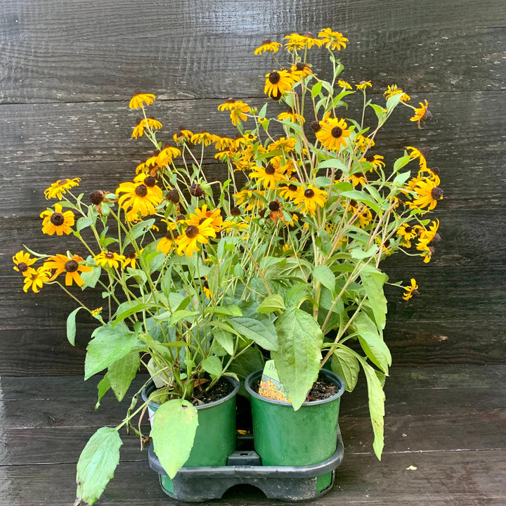 Rudbeckia fulgida 'Goldsturm' ~ Black-Eyed Susan