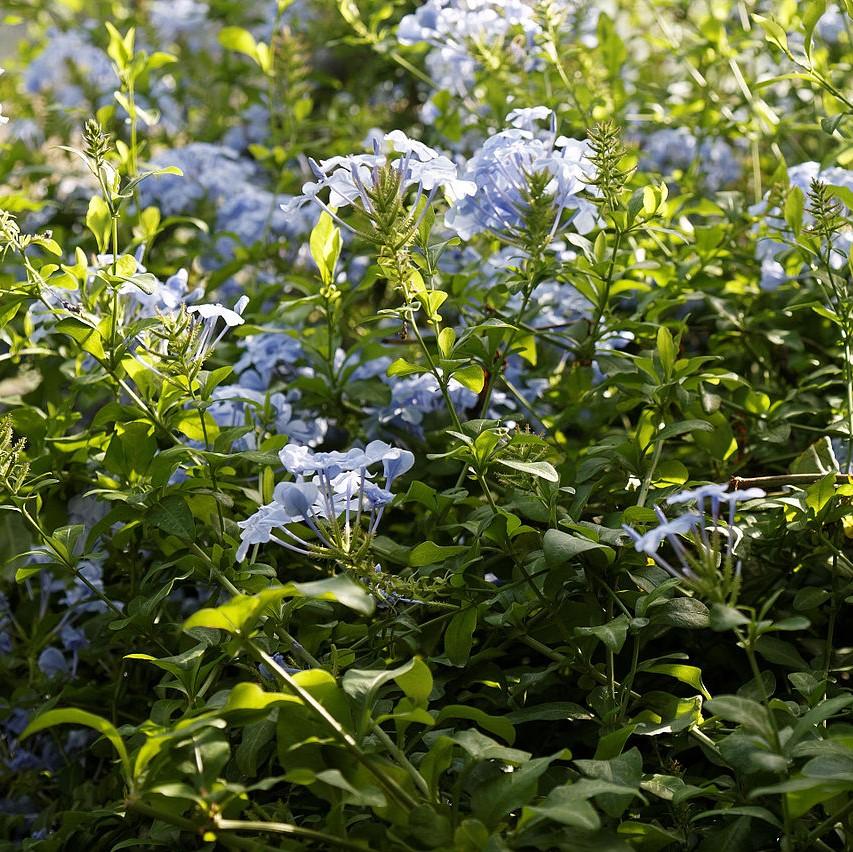 Plumbago auriculata 'Imperial Blue' ~ Imperial Blue Cape Leadwort