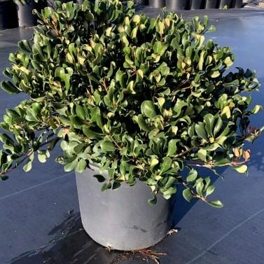 Rhaphiolepis indica 'Conor' ~ Eleanor Taber™ Indian Hawthorn