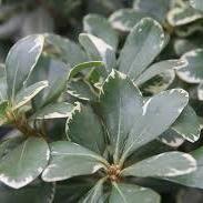 Pittosporum tobira 'Variegatum' ~ Variegated Pittosporum, Japanese Mock Orange