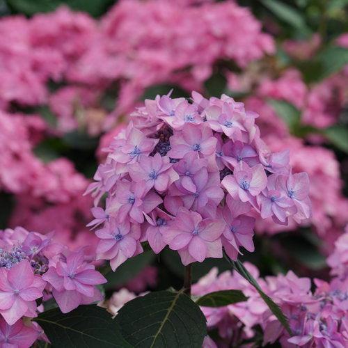 Hydrangea serrata 'SMNHSI' ~ Let's Dance® Can Do!® Hydrangea