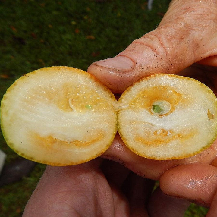 Fortunella crassifolia 'Meiwa' ~ Meiwa Kumquat