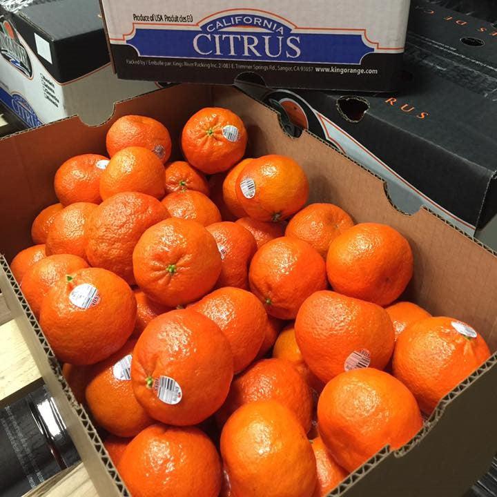 Citrus reticulata 'Shasta Gold' ~ Shasta Gold Mandarin
