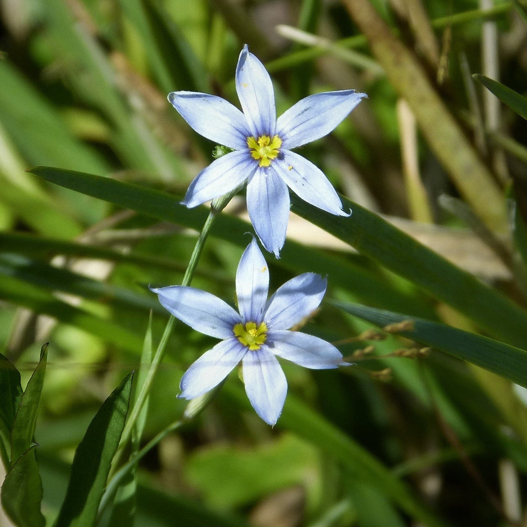 Sisyrinchium angustifolium 'Blue Note' ~ Blue Note Blue-Eyed Grass