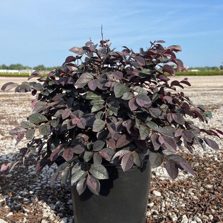 Loropetalum chinense f. rubrum ‘Carolina Midnight’ ~ Carolina Midnight Fringe Flower