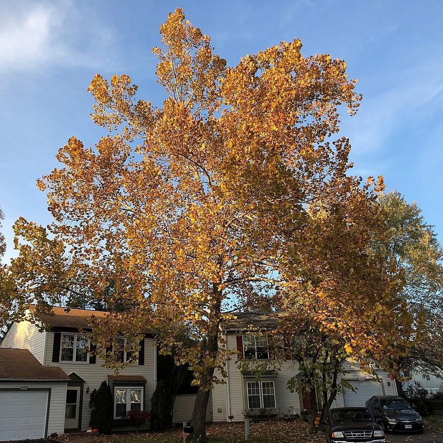 Platanus occidentalis ~ American Sycamore