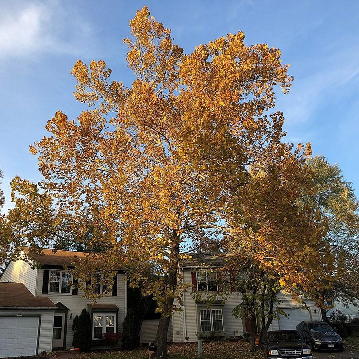 Platanus occidentalis ~ American Sycamore