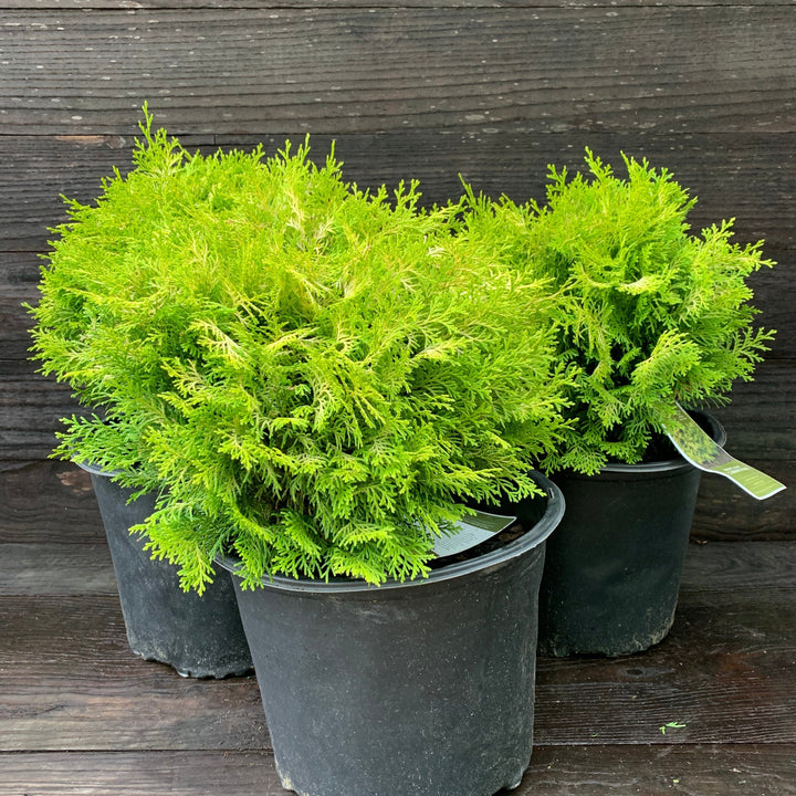 Chamaecyparis obtusa 'Cone Schlecht' ~ Nite-light® Hinoki Cypress