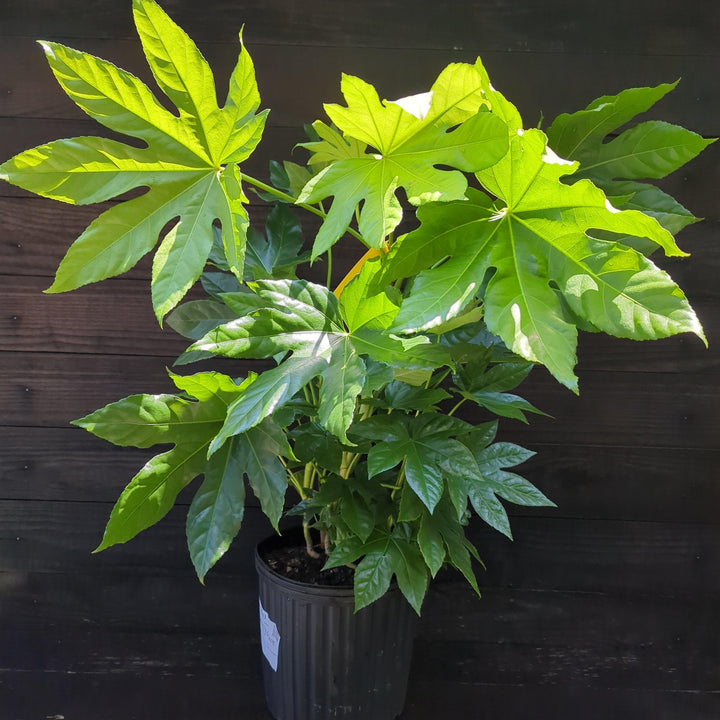 Fatsia Japonica ~ Japanese Aralia, Japanese Fatsia