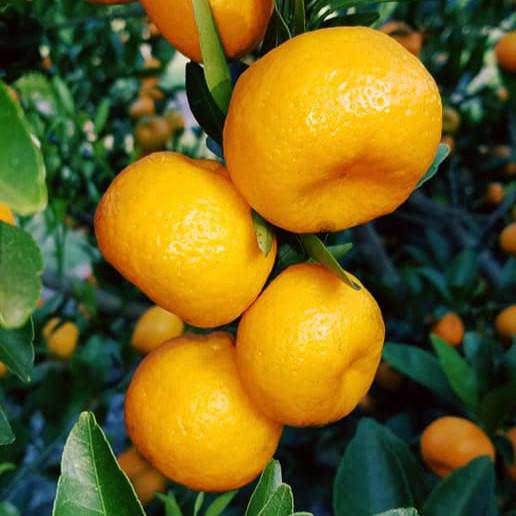 Citrus kinokuni ~ Kishu Mandarin, Georgia Kiss