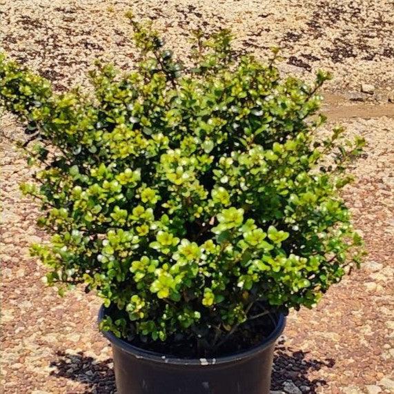 Ilex crenata 'Compacta' ~ Compact Japanese Holly
