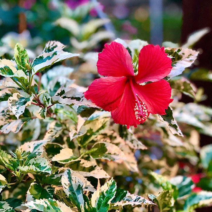 Hibiscus rosa-sinensis 'Snow Queen' ~ Snow Queen Hibiscus