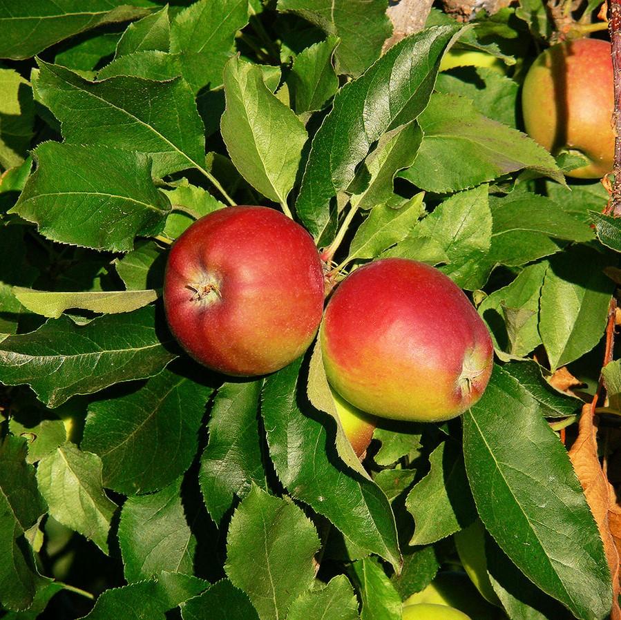 Malus domestica 'Gala' ~ Gala Apple