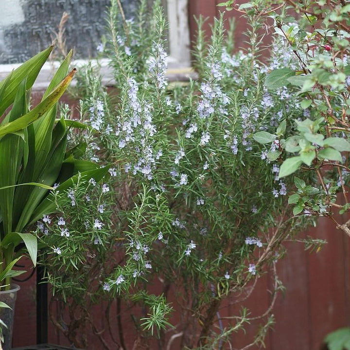 Rosmarinus officinalis 'Athens Blue' ~ Athens Blue Rosemary
