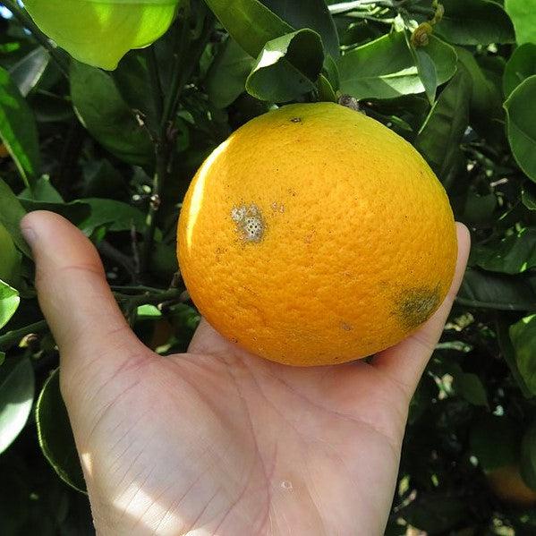 Citrus × sinensis 'Cara Cara' ~ Cara Cara Navel Orange