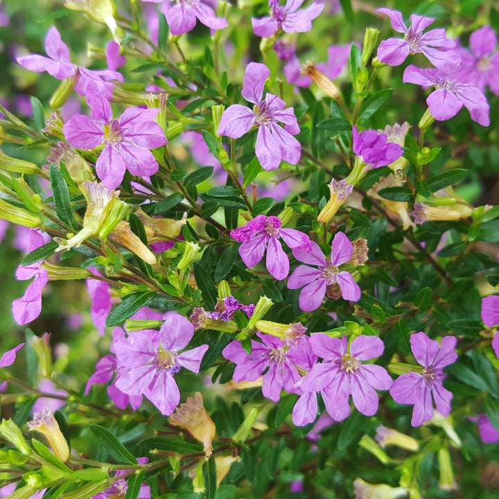 Cuphea hyssopifolia ~ Mexican Heather, False Heather