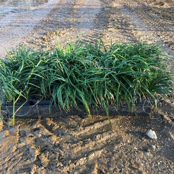 Ophiopogon japonicus ~ Mondo Grass