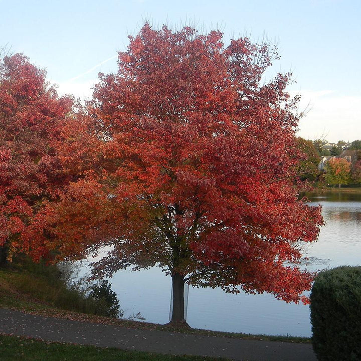 Acer rubrum ~ Red Maple