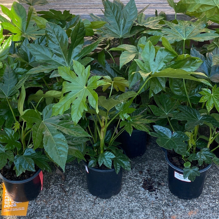 Fatsia Japonica ~ Japanese Aralia, Japanese Fatsia