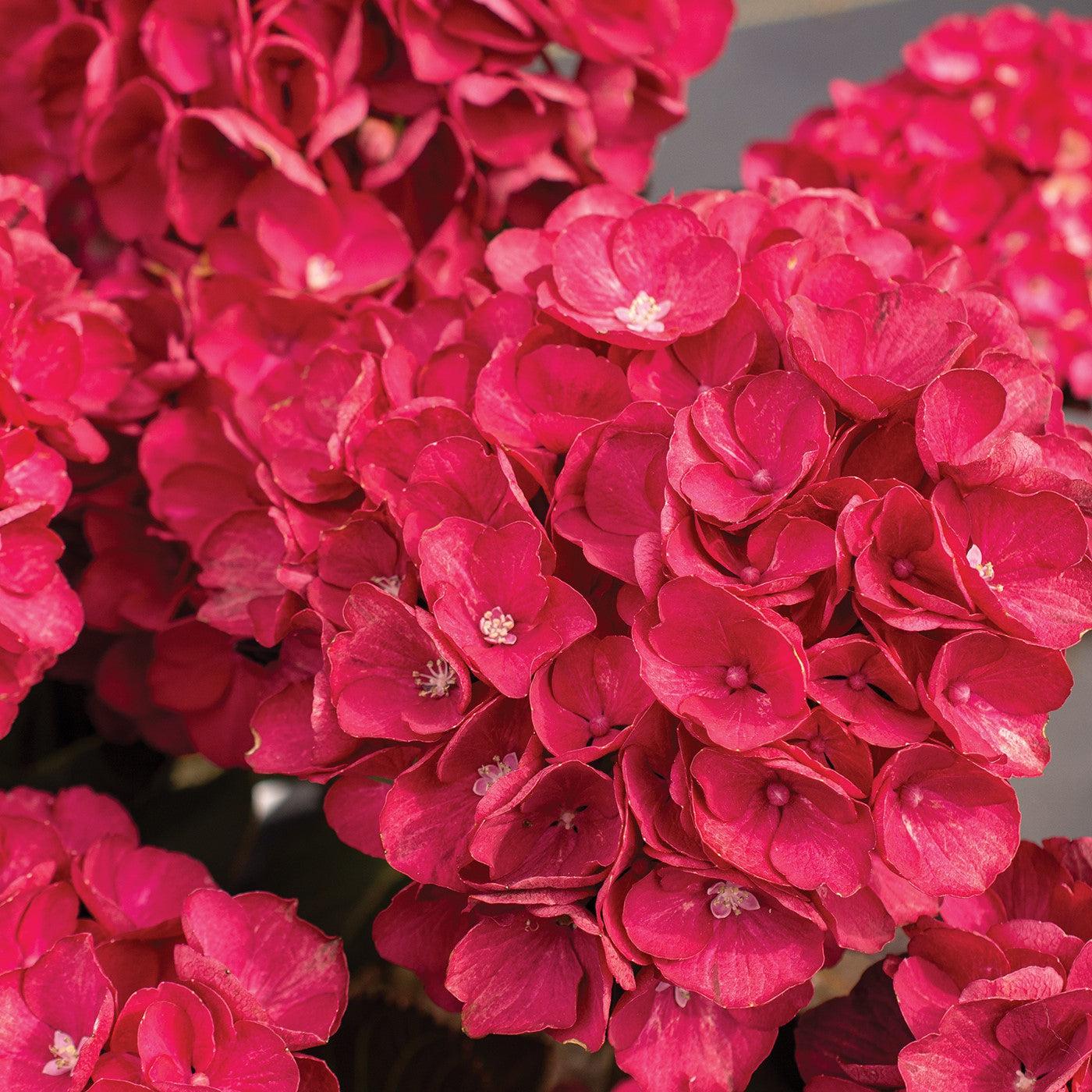 m*i様 Hydrangea - Aquilegia プロト Hydrangeas Stem - Magenta - Greenery Market