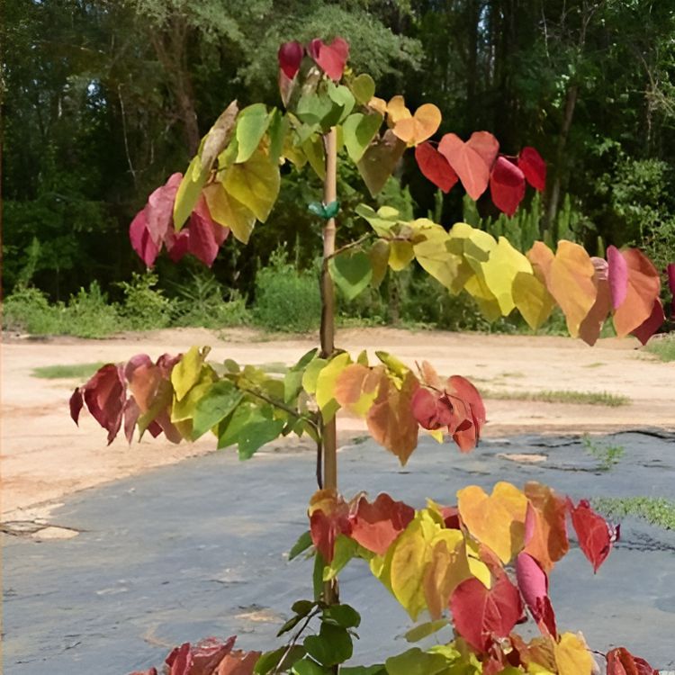 Cercis canadensis 'NC2016-2' PP #31,260 ~ Flame Thrower® Redbud