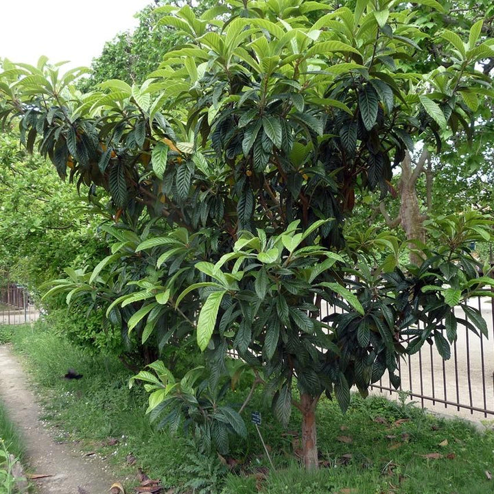 Eriobotrya japonica ~ Loquat