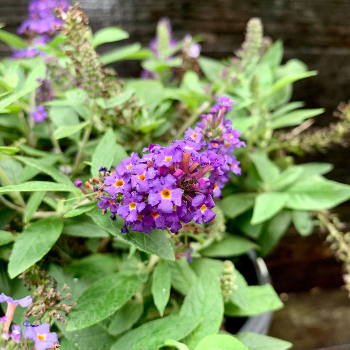 Buddleia davidii 'SMNBDBT' PP#28,794 ~ Pugster Blue® Dwarf Butterfly Bush