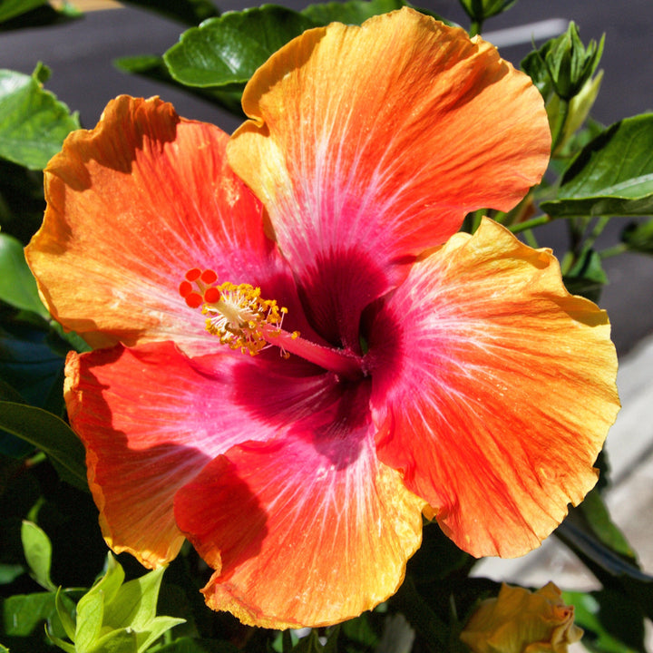 Hibiscus rosa-sinensis 'Fiesta' ~ Fiesta Hibiscus
