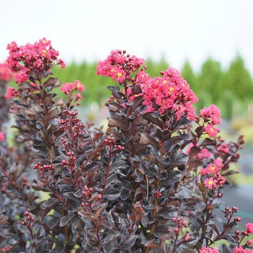 Lagerstroemia indica 'SMNLIG' ~ Center Stage® Pink Crapemyrtle