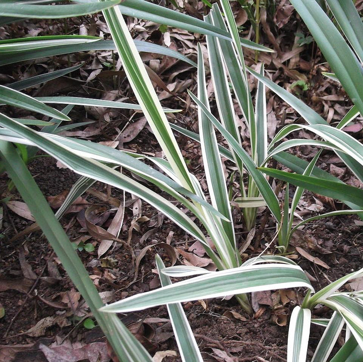 Dianella tasmanica 'Variegata' ~ Variegated Flax Lily