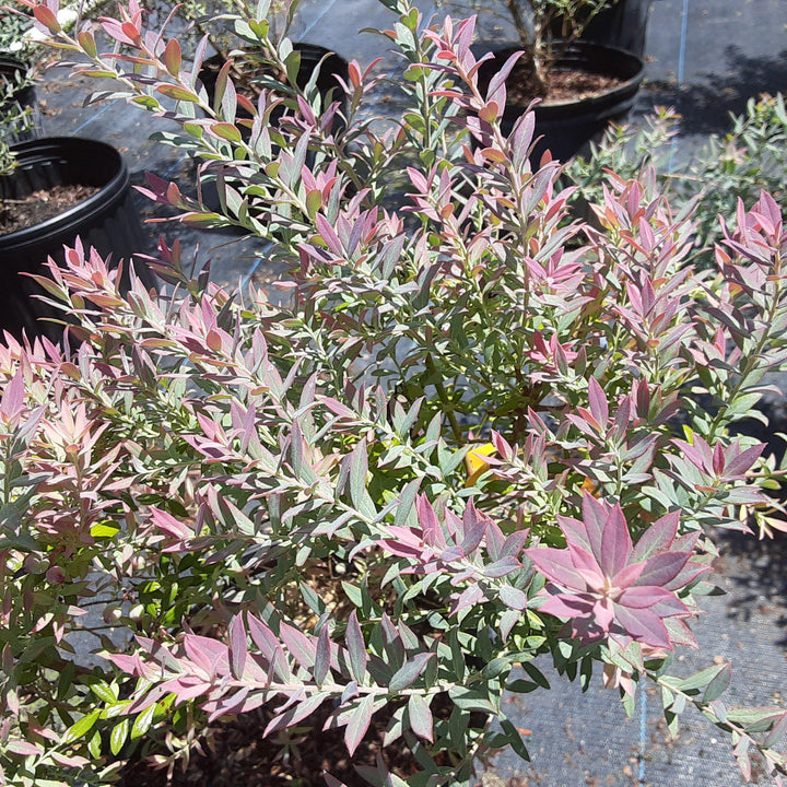 Vaccinium darrowii 'Rosa's Blush' ~ Rosa's Blush Evergreen Blueberry