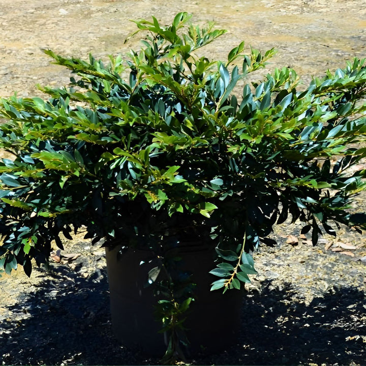 Distylium 'Vintage Jade' PP23,128 ~ First Editions® Vintage Jade Distylium