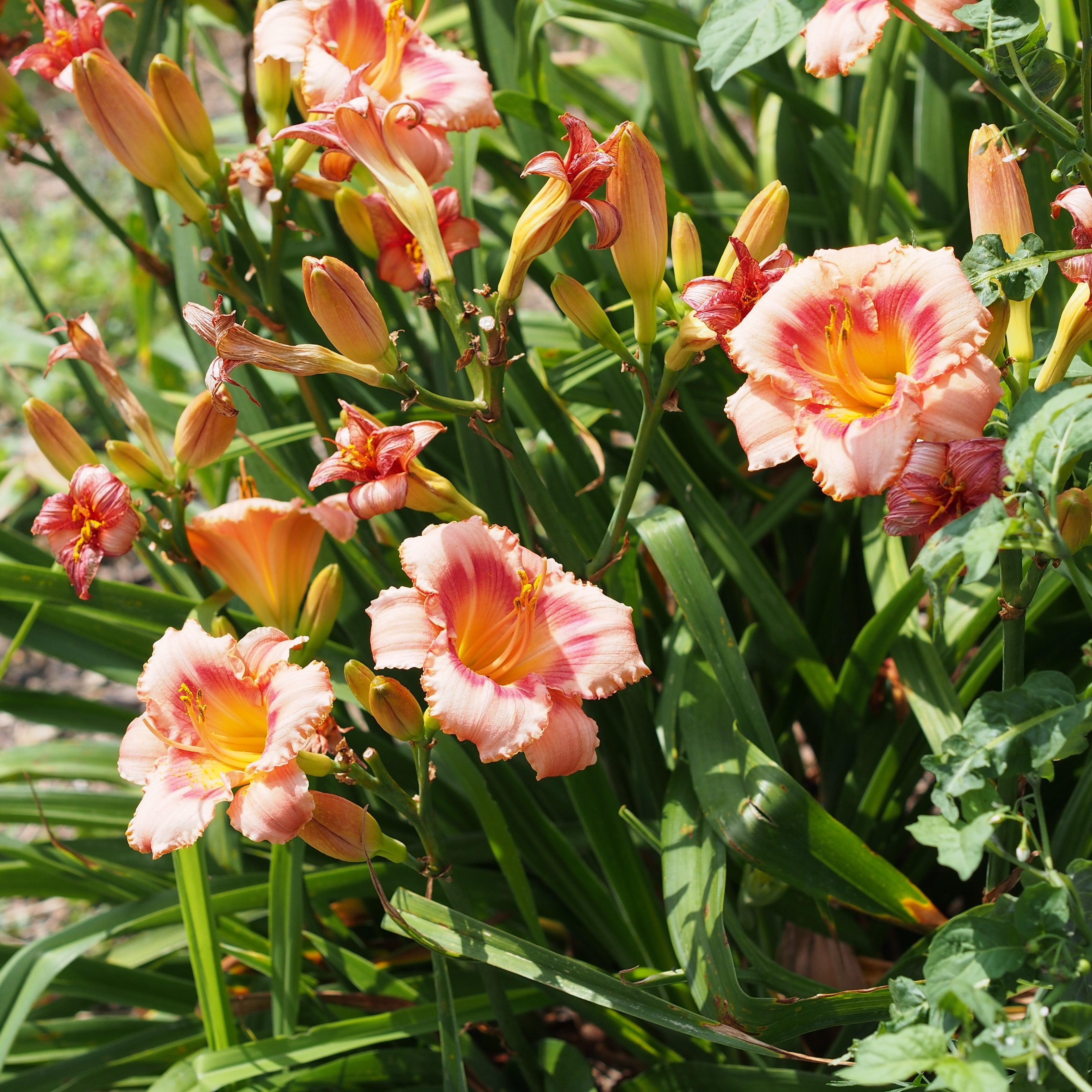 いちご様(6点)アレキサンダーヘンリー、ロラライハリス、リバティ他 Hemerocallis 'Strawberry Candy' ~ Strawberry Candy Daylily