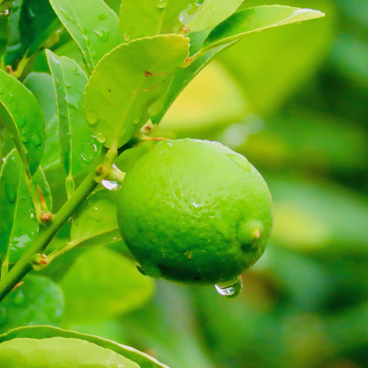 Citrus x latifolia ~ Persian Lime