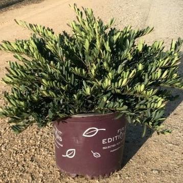 Distylium 'PIIDIST-V' PP27,631 ~ First Editions® Cinnamon Girl® Distylium