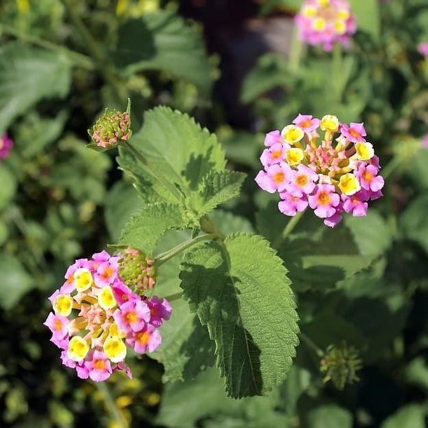 Lantana camara 'Mozelle' ~ Mozelle Lantana
