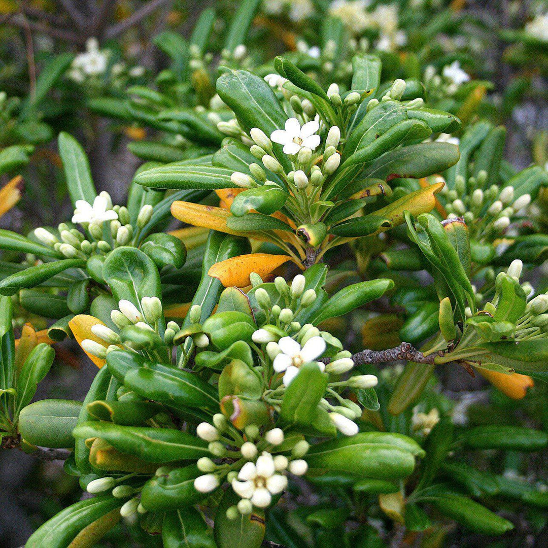 Pittosporum tobira ~ Green Pittosporum, Japanese Mock Orange