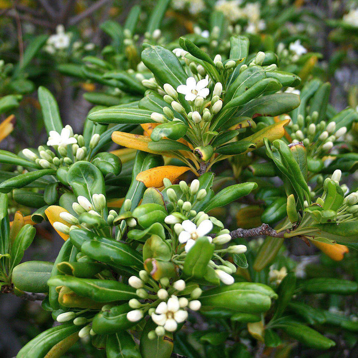 Pittosporum tobira ~ Green Pittosporum, Japanese Mock Orange