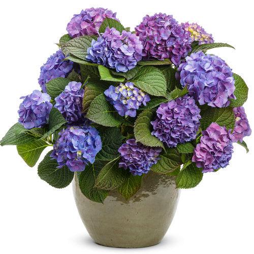 Hydrangea macrophylla 'SMHMTAU' ~ Let's Dance® Blue Jangles® Hydrangea
