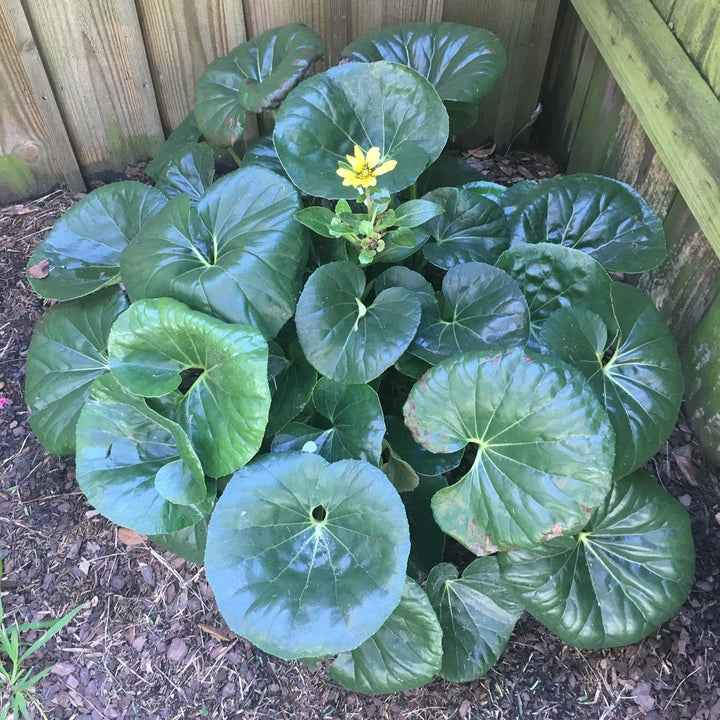 Ligularia 'Tractor Seat' ~ Tractor Seat Leopard Plant