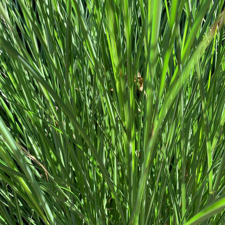 Miscanthus sinensis 'Gracillimus' ~ Maiden Grass