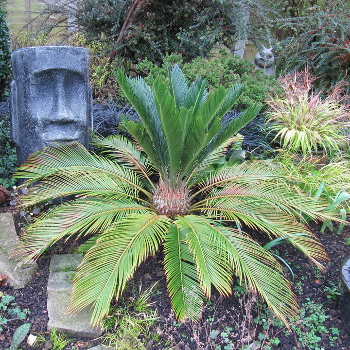 Cycas revoluta ~ Sago Palm