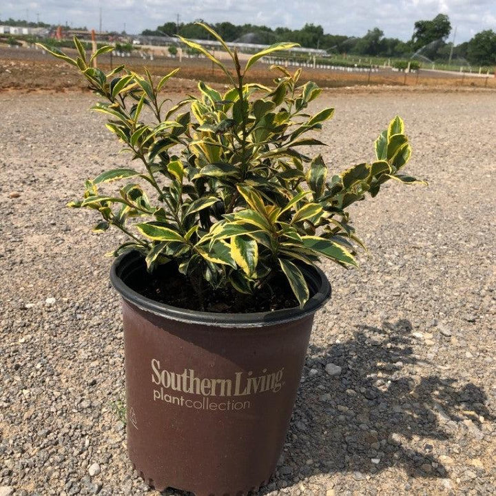 Ternstroemia gymnanthera 'Variegata' ~ Romeo® Cleyera