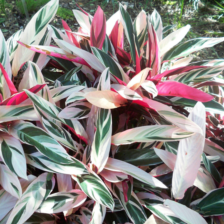 Stromanthe sanguinea 'Triostar' ~ Triostar Stromanthe