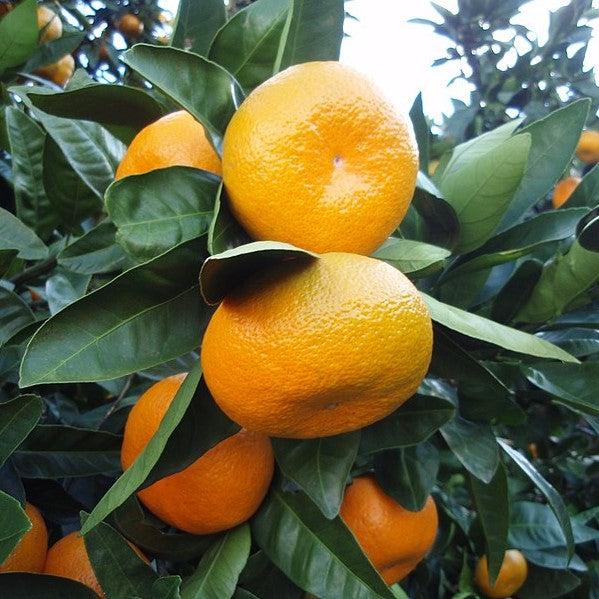 Citrus Unshiu 'Brown Select' ~ Brown Select Satsuma