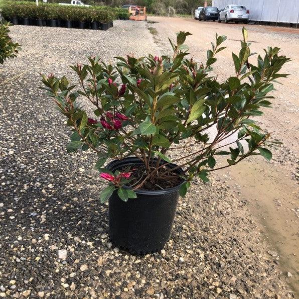 Rhododendron indica 'Formosa' ~ Red Formosa Azalea
